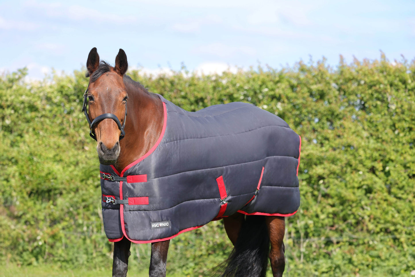 HyCONIC 250g Stable Rug - N P Equestrian & Pet Supplies Ltd