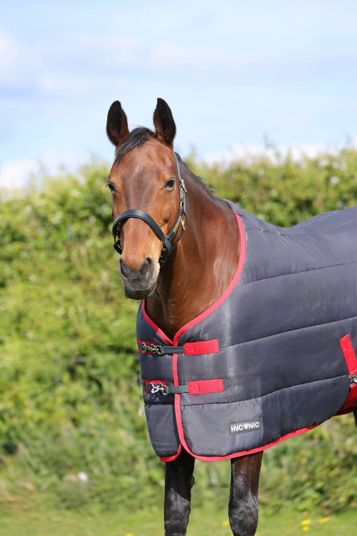 HyCONIC 250g Stable Rug - N P Equestrian & Pet Supplies Ltd