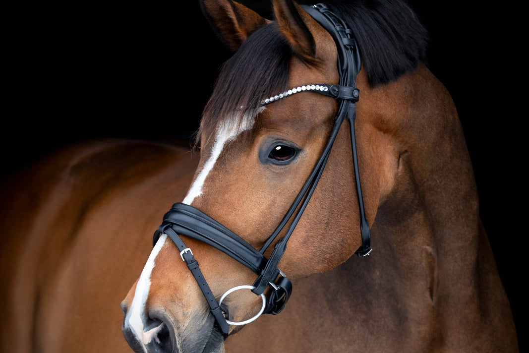 Catago Midlan Bridle - Black - N P Equestrian & Pet Supplies Ltd