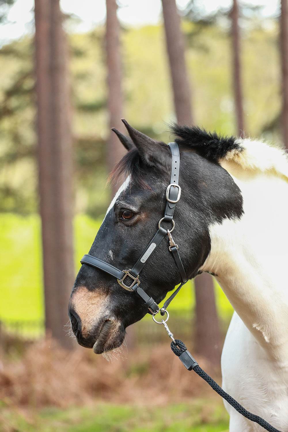 Equilibrium Stellar All Weather Headcollar - N P Equestrian & Pet Supplies Ltd