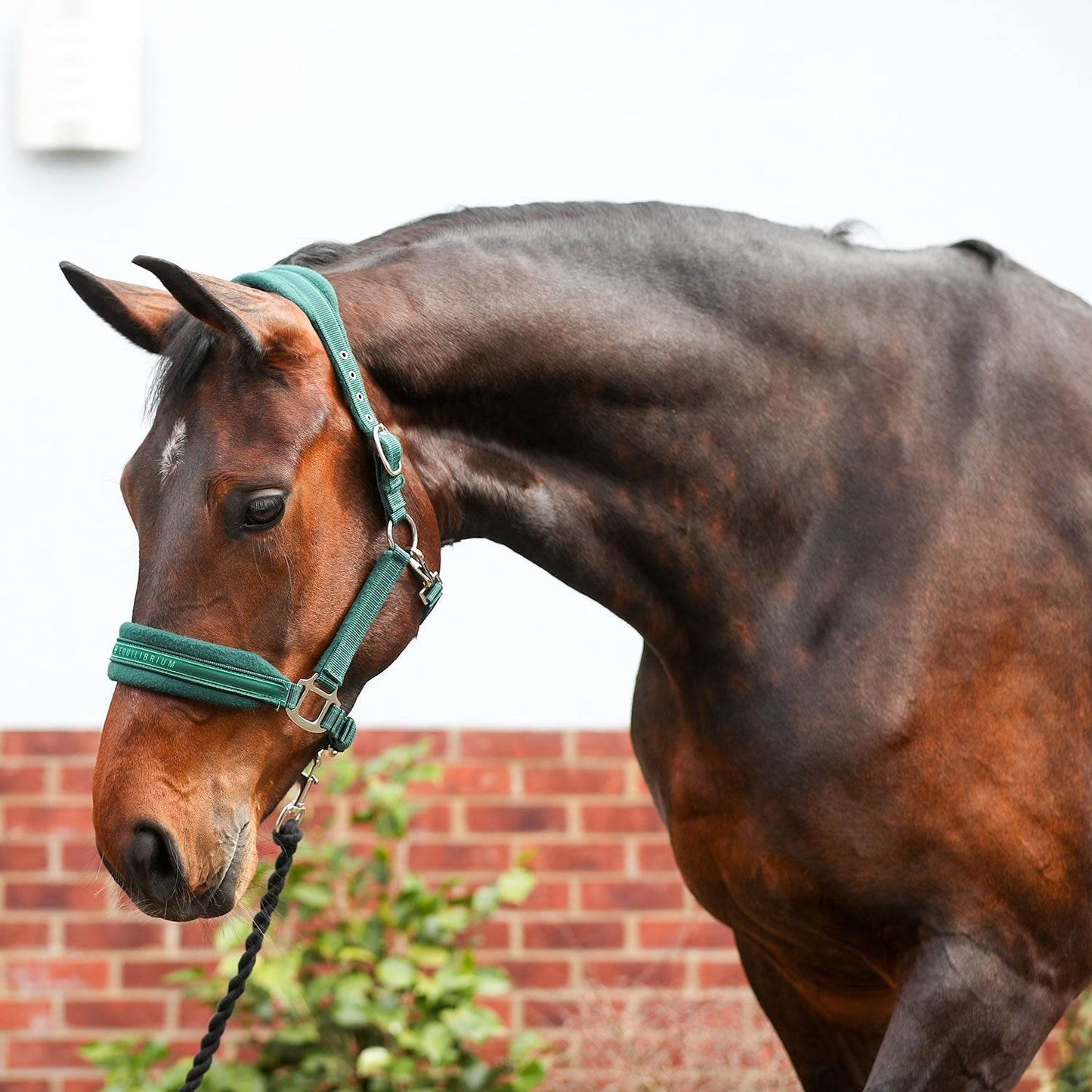 Equilibrium Stellar Style Headcollar - N P Equestrian & Pet Supplies Ltd