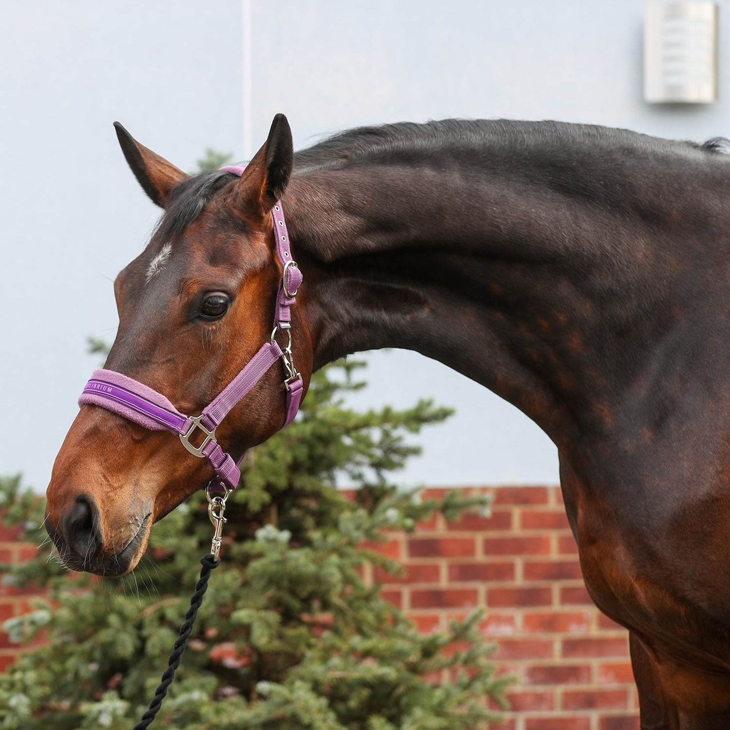 Equilibrium Stellar Style Headcollar - N P Equestrian & Pet Supplies Ltd