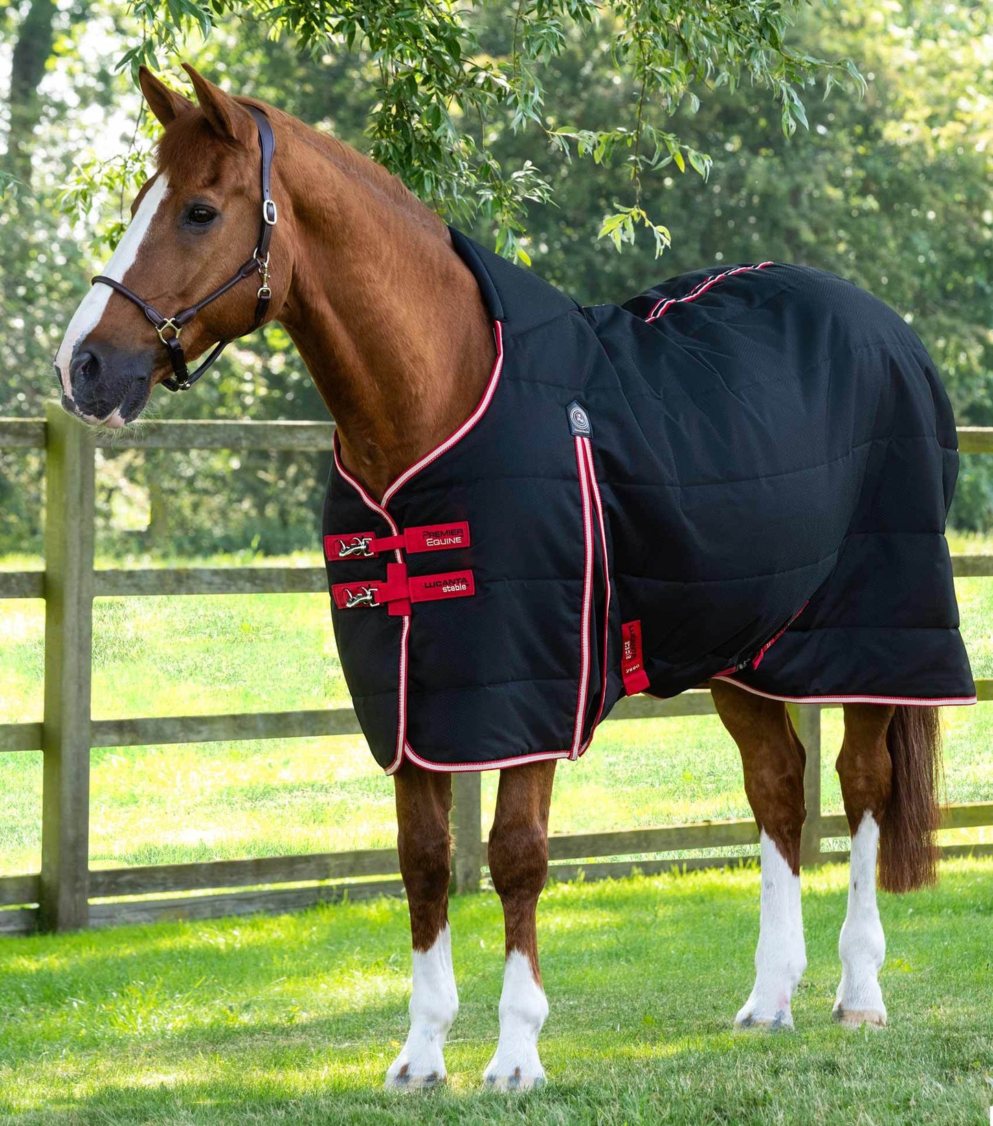 Premier Equine Lucanta Demi Stable 200g Black - N P Equestrian & Pet Supplies Ltd