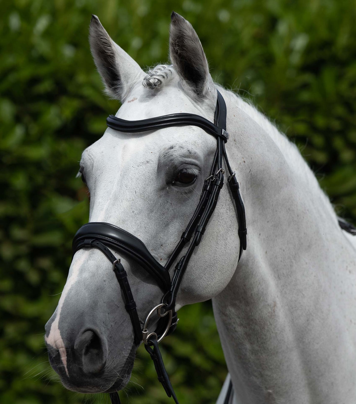 Grey horse wearing a black bridle with a blurred green background