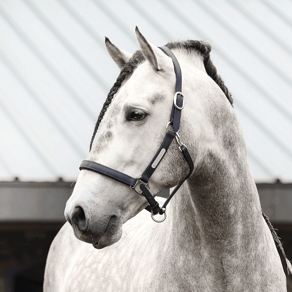 Equilibrium Stellar All Weather Headcollar - N P Equestrian & Pet Supplies Ltd