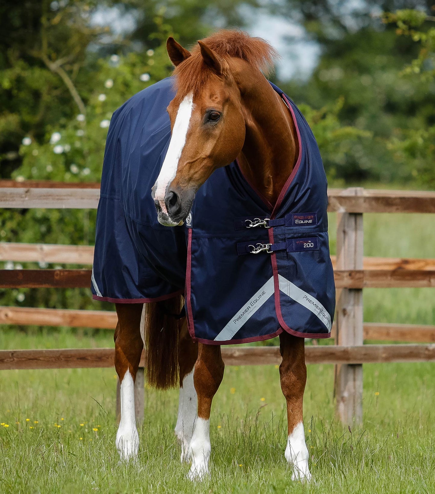 Horse wearing a navy blue rug with a white stripe in a grassy field.