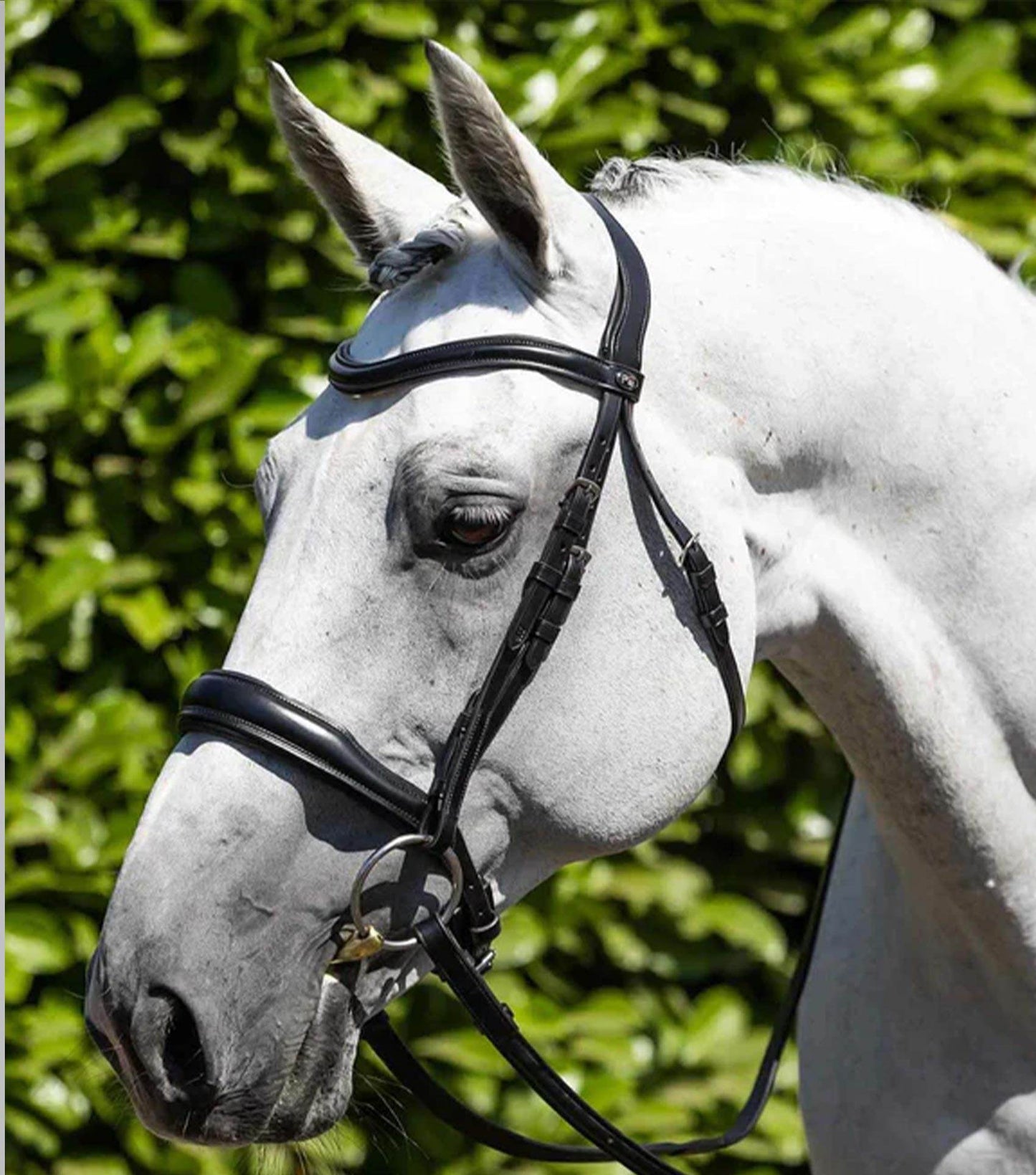 Premier Equine Verdura Anatomic Snaffle Bridle - N P Equestrian & Pet Supplies Ltd