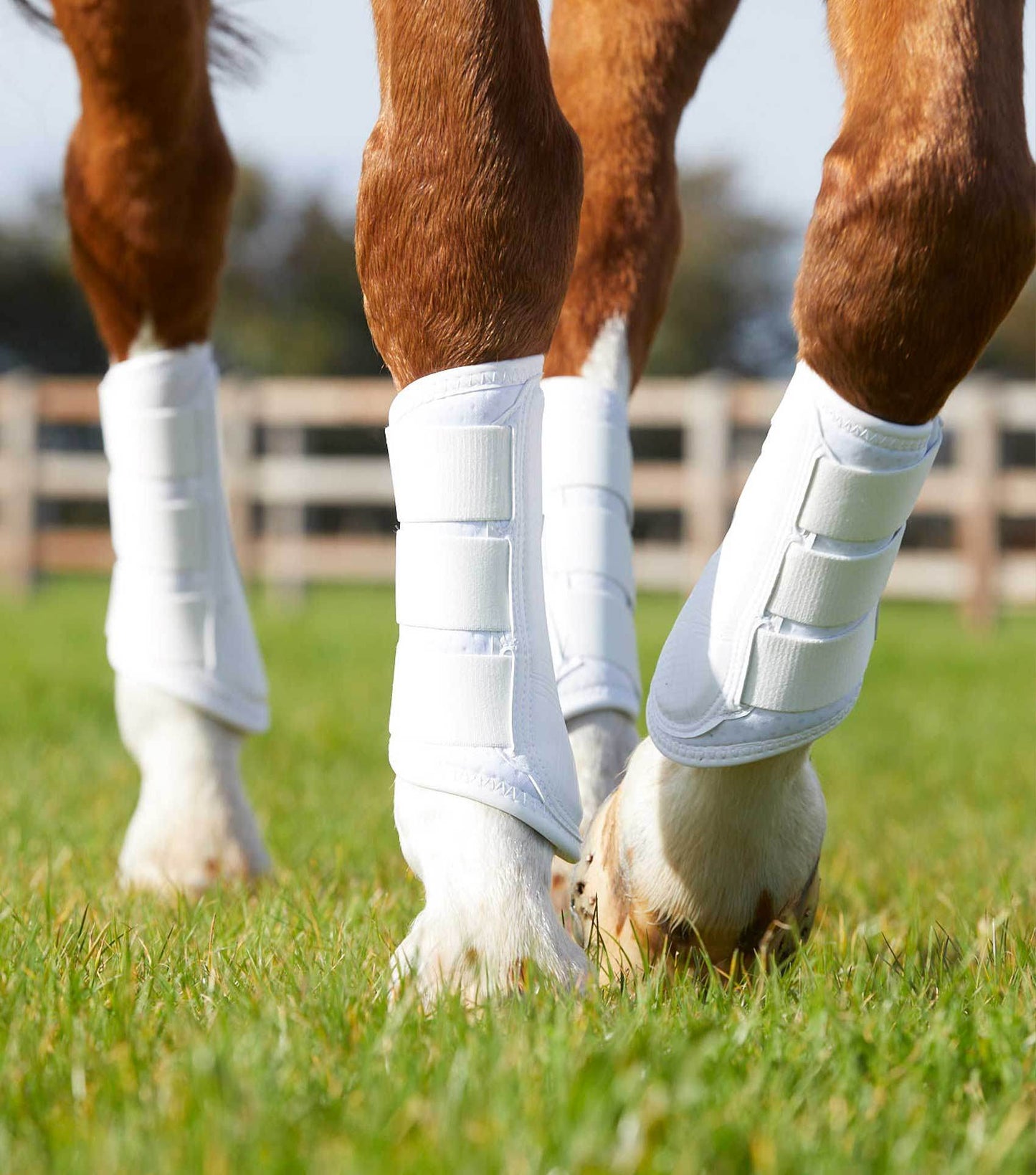 Premier Equine Carbon Air-Tech Single Locking Brushing Boots - N P Equestrian & Pet Supplies Ltd