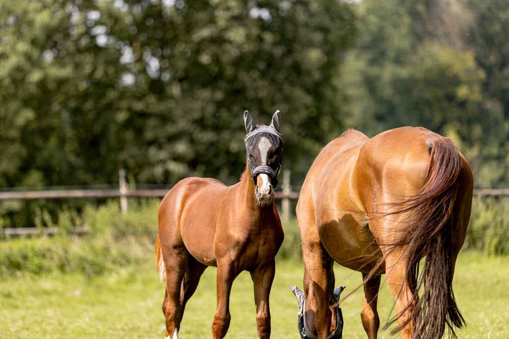 Eskadron FLY MASK Grey