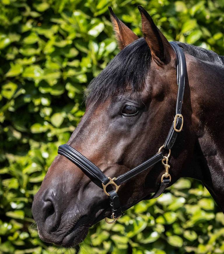 Premier Equine Rego Padded Leather Head Collar - N P Equestrian & Pet Supplies Ltd