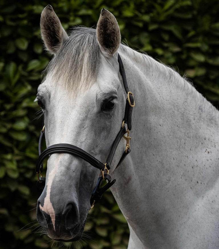 Premier Equine Rego Padded Leather Head Collar - N P Equestrian & Pet Supplies Ltd