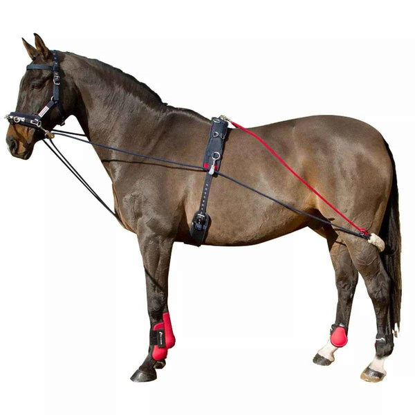 Lunging - N P Equestrian & Pet Supplies Ltd 