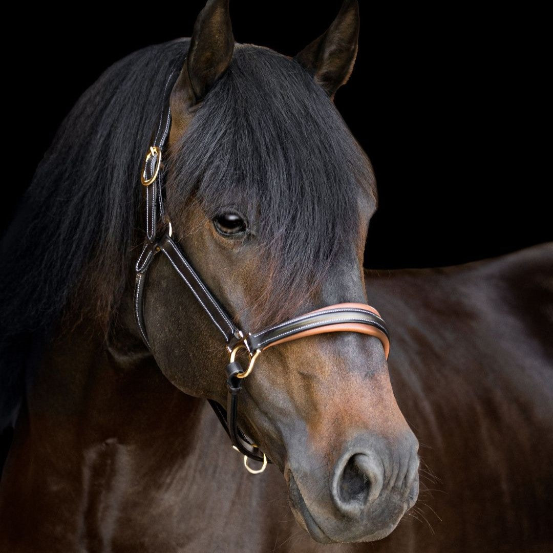 Lumiere Equestrian Bella Leather Headcollar
