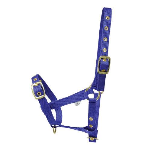 Hy Equestrian Foal Head Collar Blue - N P Equestrian & Pet Supplies Ltd 