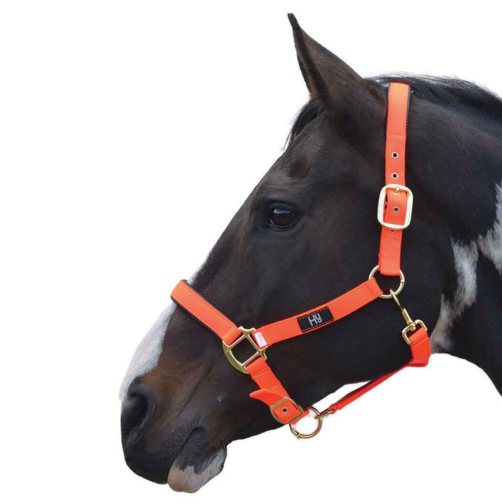 Hy Equestrian Grand Prix Head Collar Hot Orange