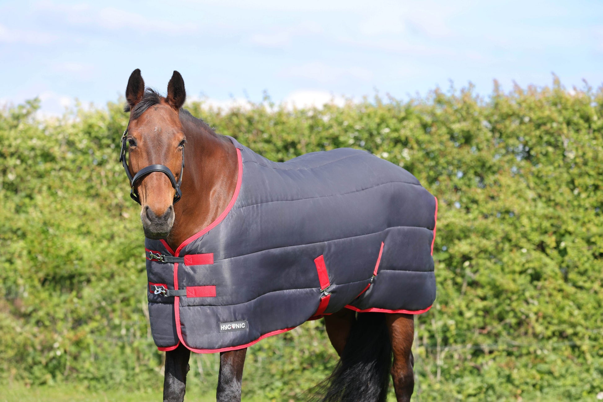 HyCONIC 250g Stable Rug - N P Equestrian & Pet Supplies Ltd 