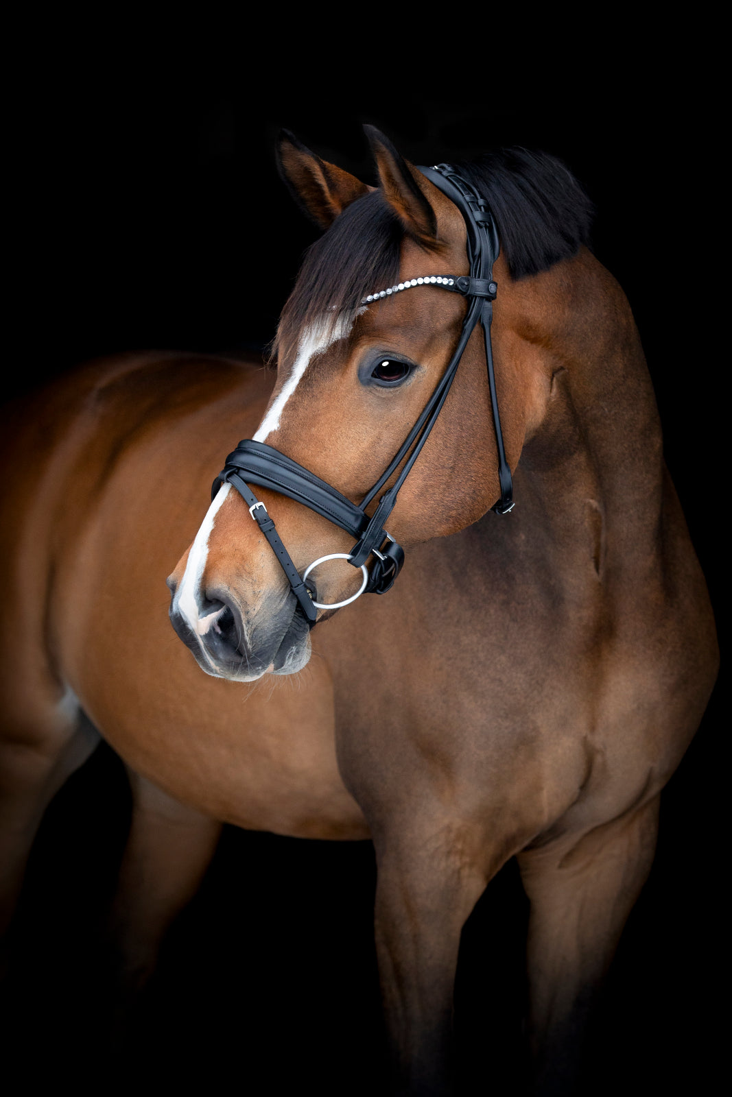 Catago Midlan Bridle - Black
