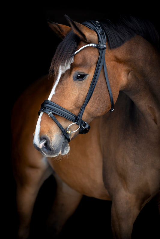 Catago Arlington Bridle - Black - N P Equestrian & Pet Supplies Ltd 