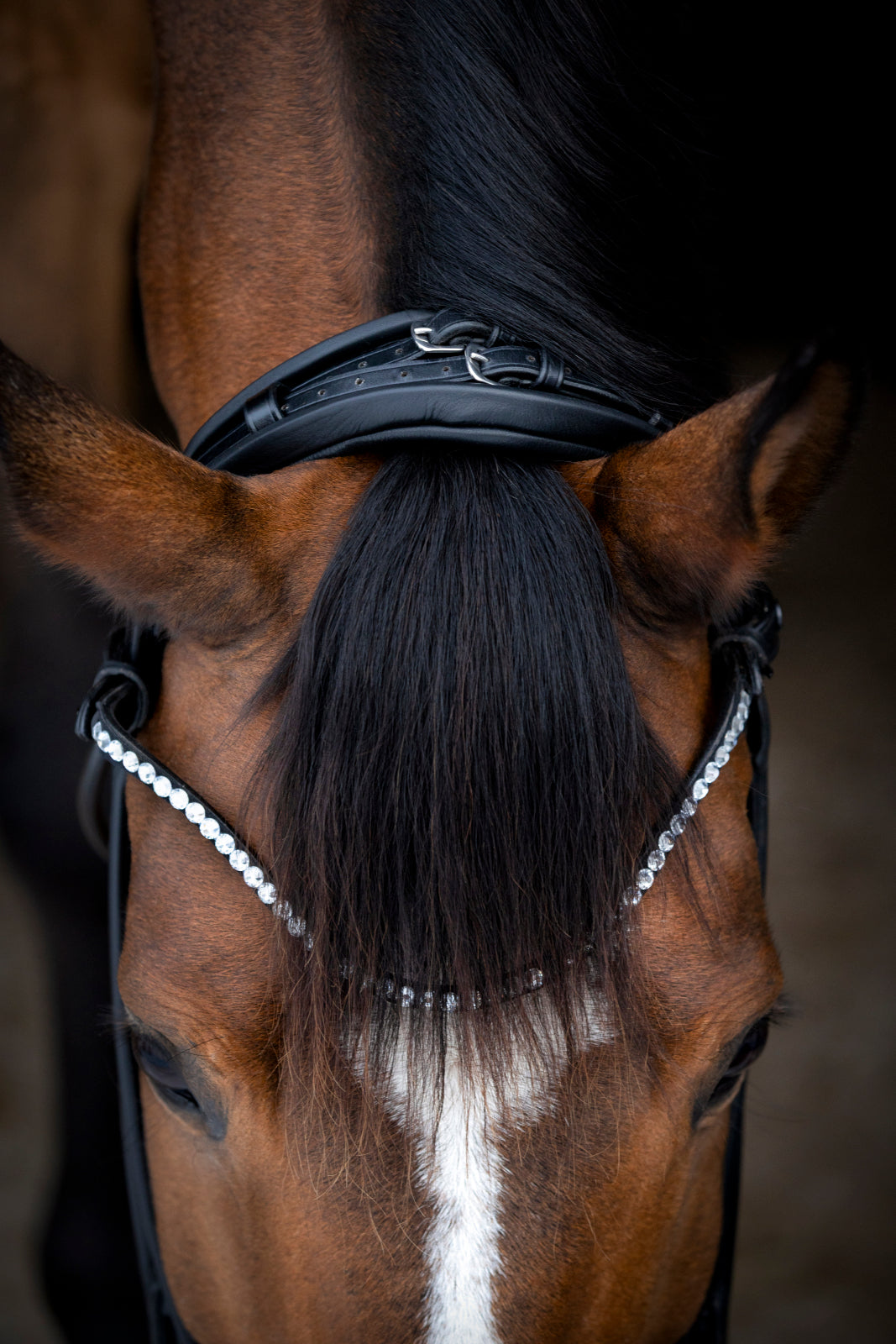 Catago Arlington Bridle - Black