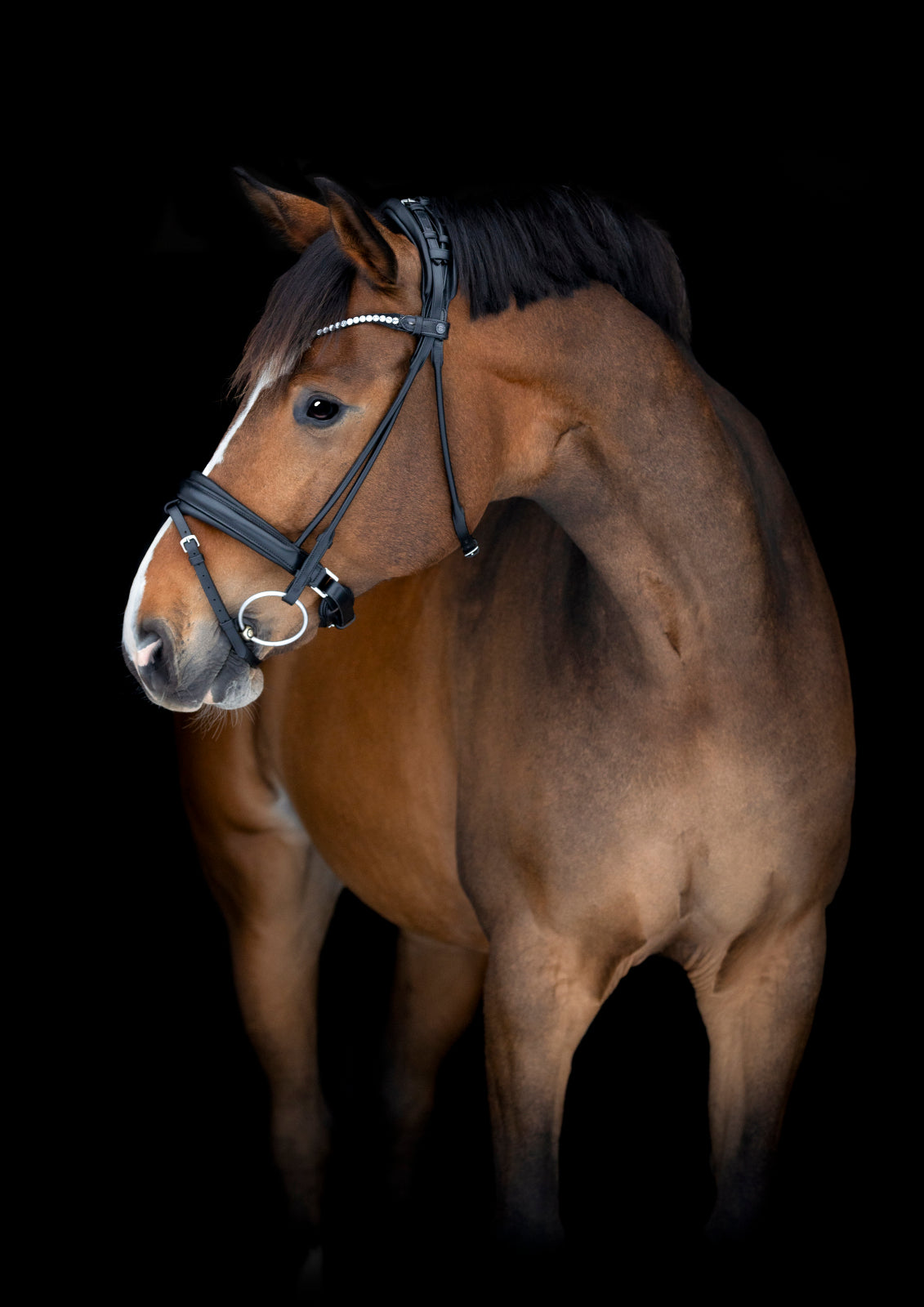 Catago Midlan Bridle - Black