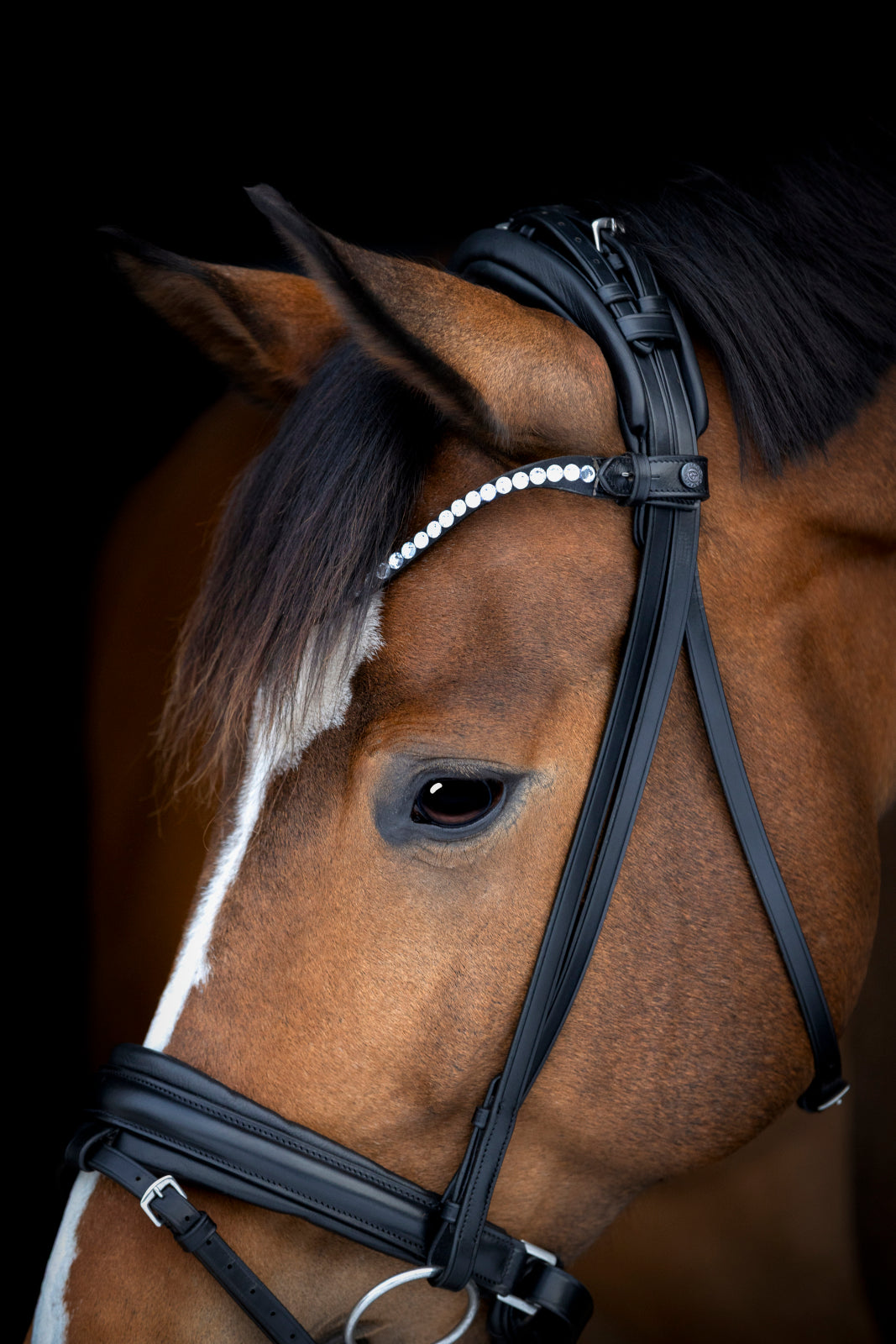 Catago Arlington Bridle - Black
