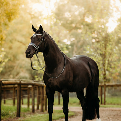 Lumiere Equestrian Adeline Snaffle Bridle With Cavesson Noseband