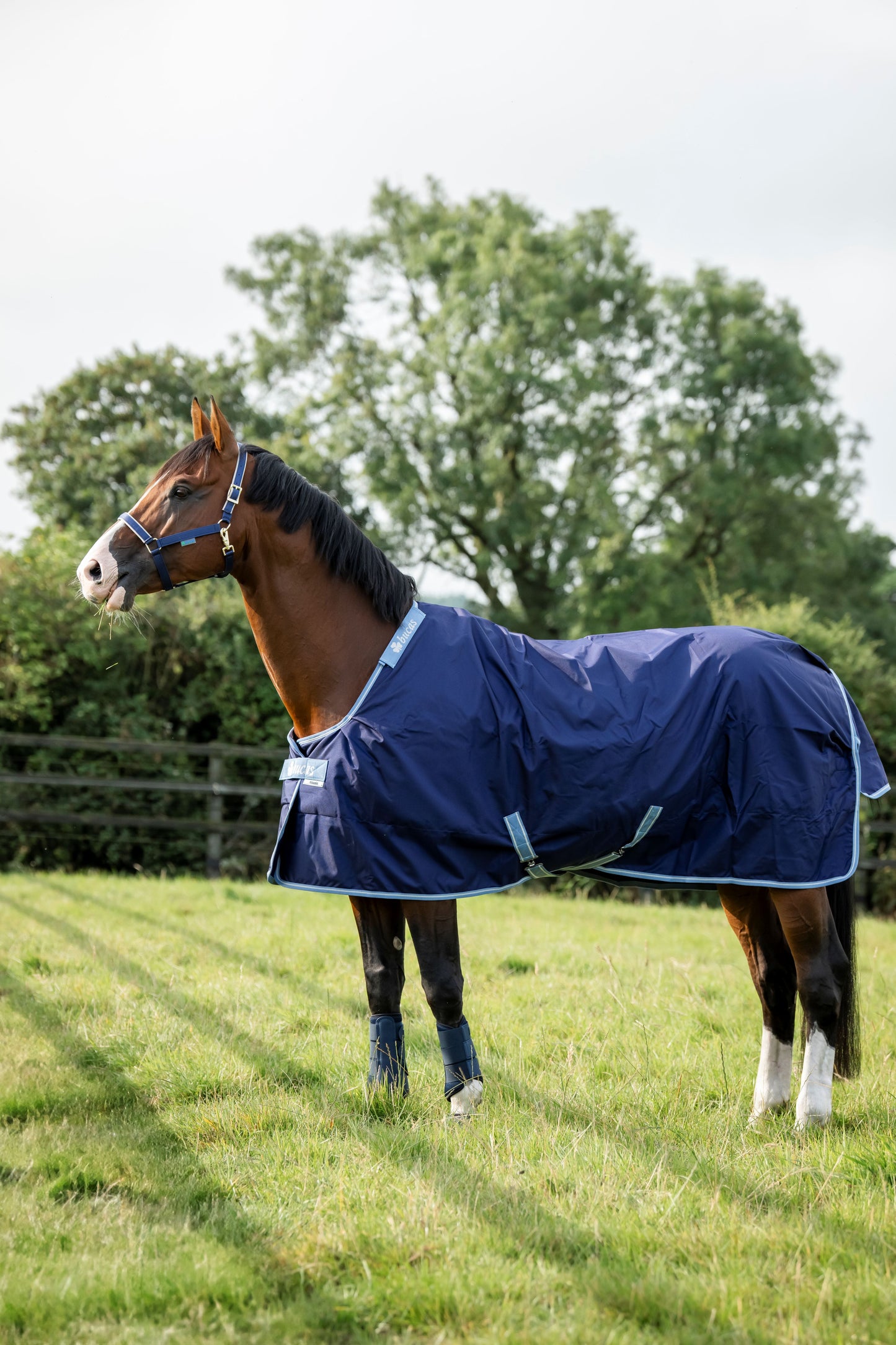 Bucas Atlantic Exclusive Medium 200g Turnout Rug - Navy & Blue