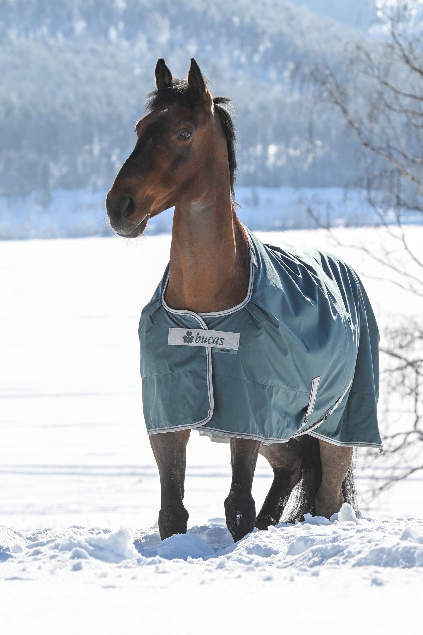Bucas Atlantic 200g Standard Neck Turnout Rug - Green