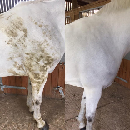 Smart Grooming Deep Purple Whitening Shampoo - N P Equestrian & Pet Supplies Ltd