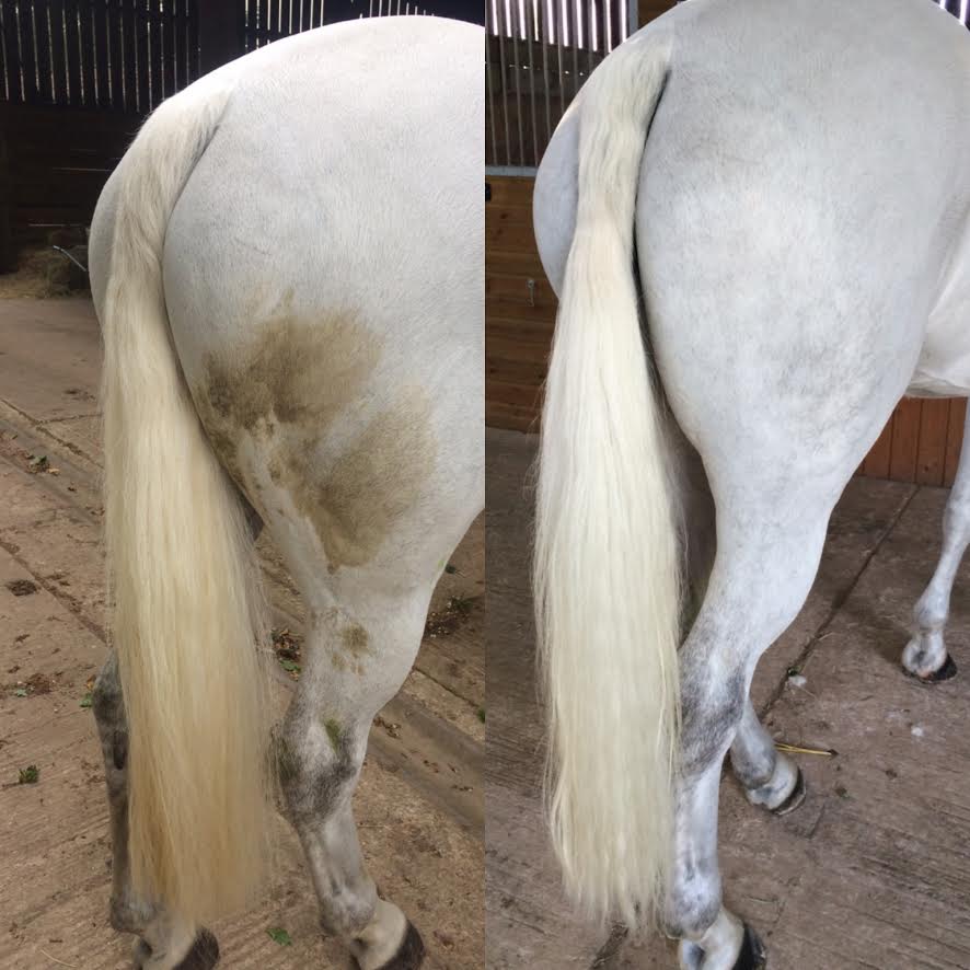 Smart Grooming Deep Purple Whitening Shampoo - N P Equestrian & Pet Supplies Ltd