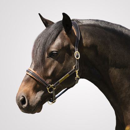 Lumiere Equestrian Bella Leather Headcollar