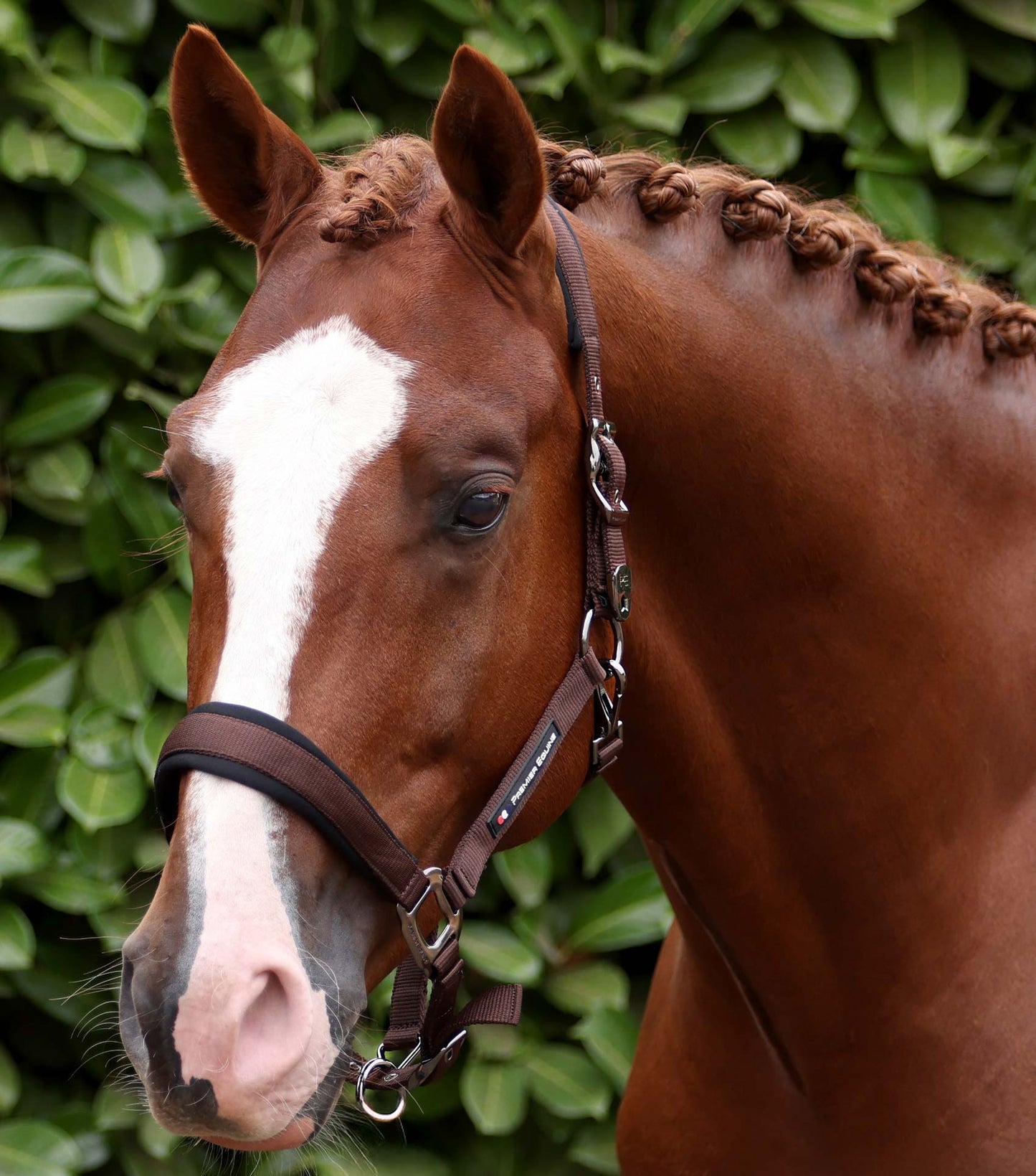 Premier Equine Corda Padded Head Collar with Lead Rope - Brown