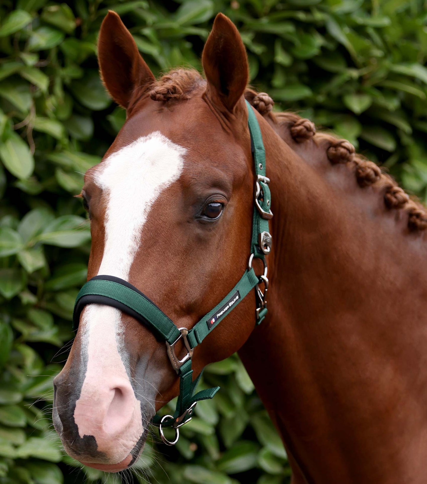 Premier Equine Corda Padded Head Collar with Lead Rope - Green