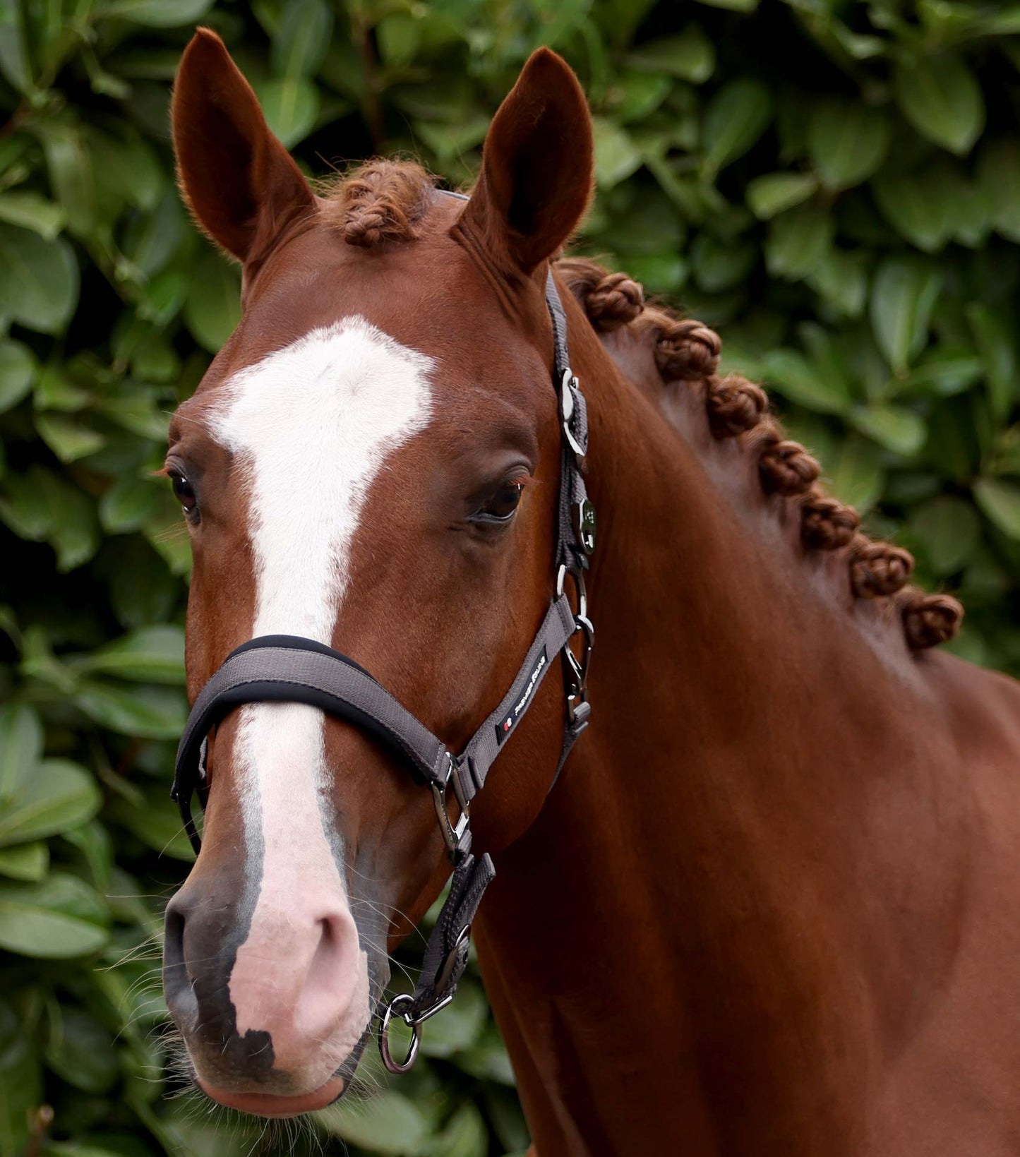 Premier Equine Corda Padded Head Collar with Lead Rope - Grey