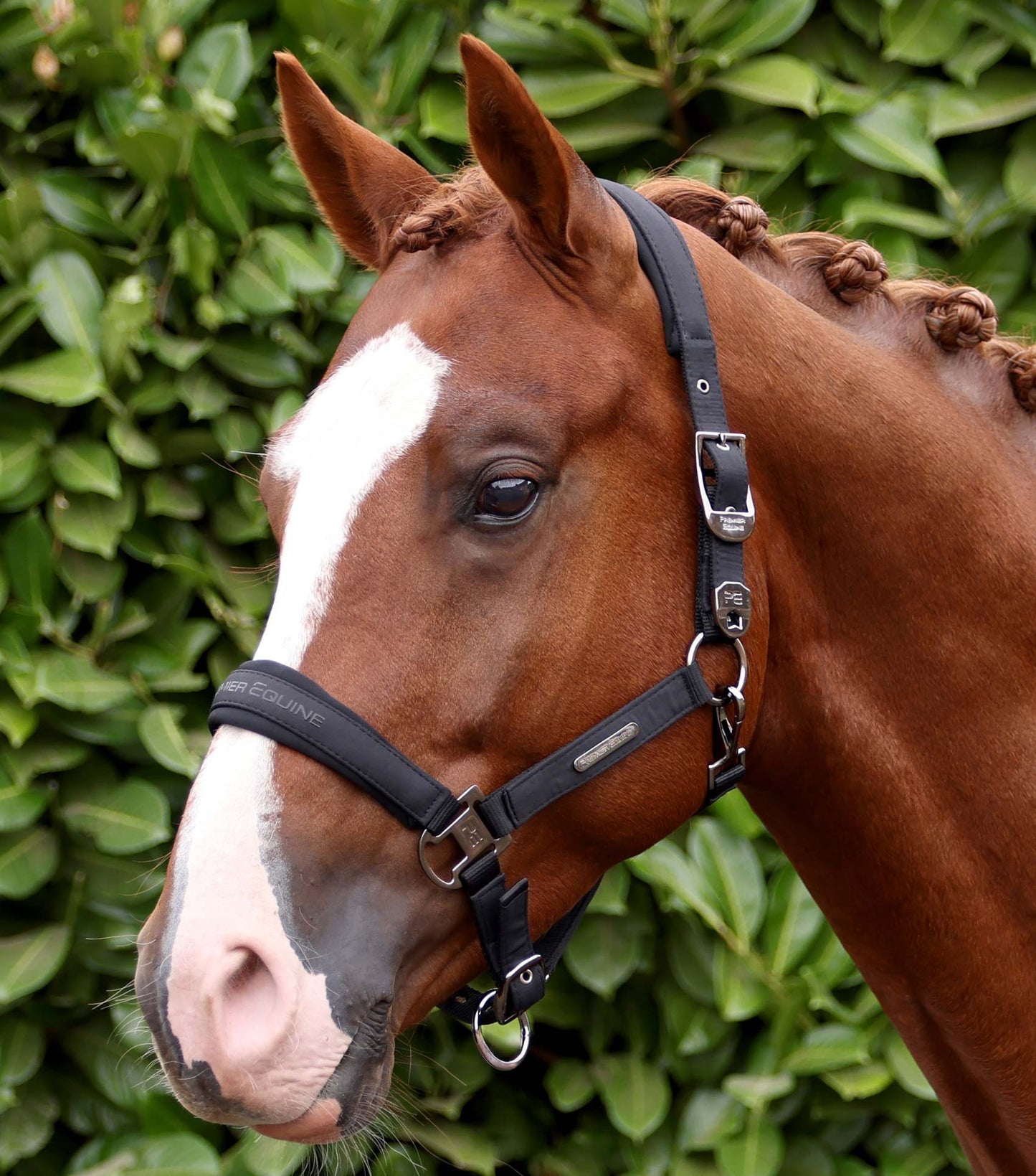Premier Equine Duco Padded Head Collar with Lead Rope - Black