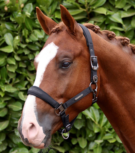 Premier Equine Duco Padded Head Collar with Lead Rope - Black