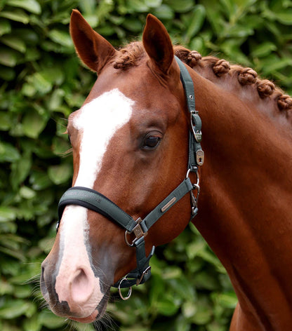 Premier Equine Duco Padded Head Collar with Lead Rope - Green