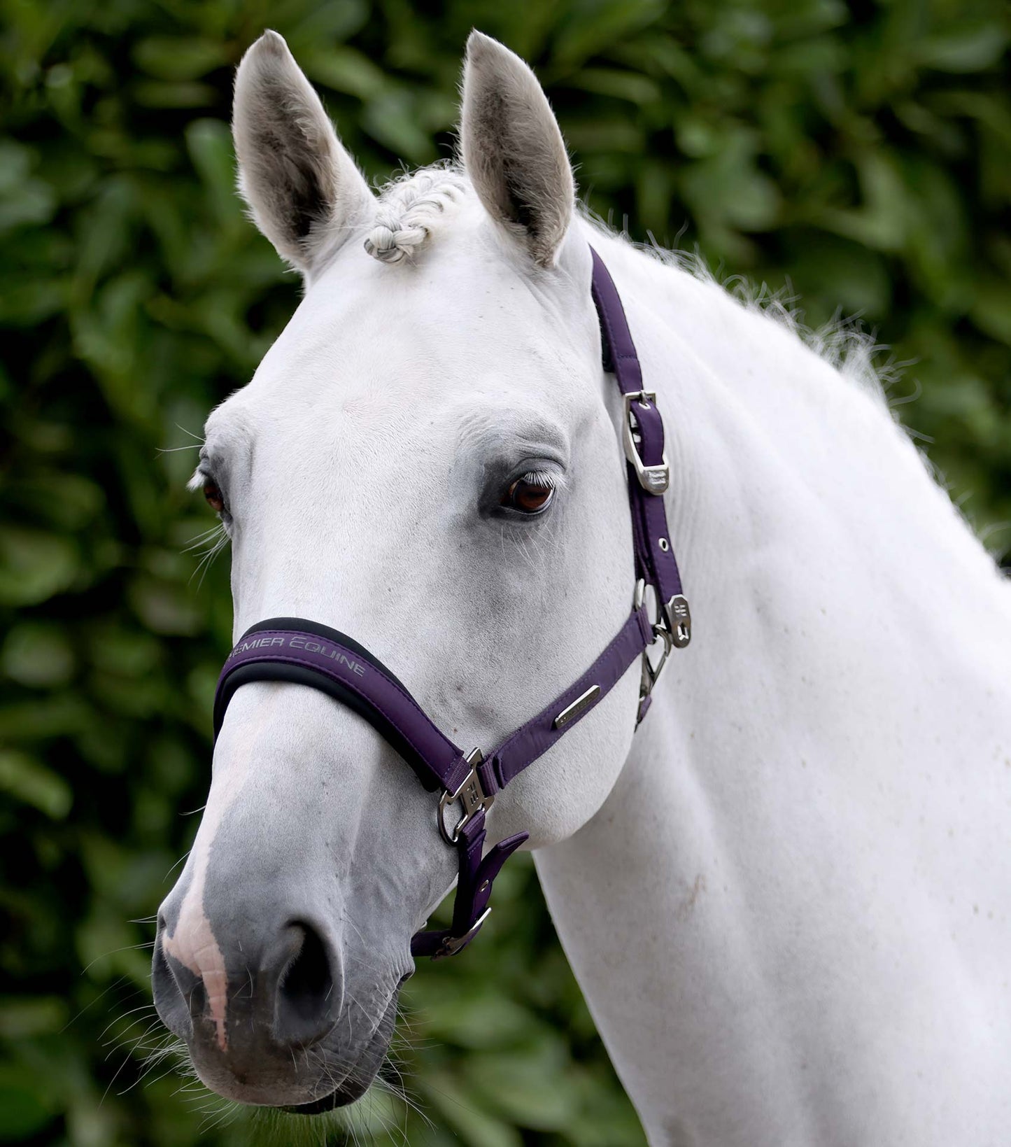 Premier Equine Duco Padded Head Collar with Lead Rope - Grape