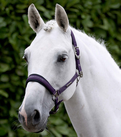 Premier Equine Duco Padded Head Collar with Lead Rope - Grape