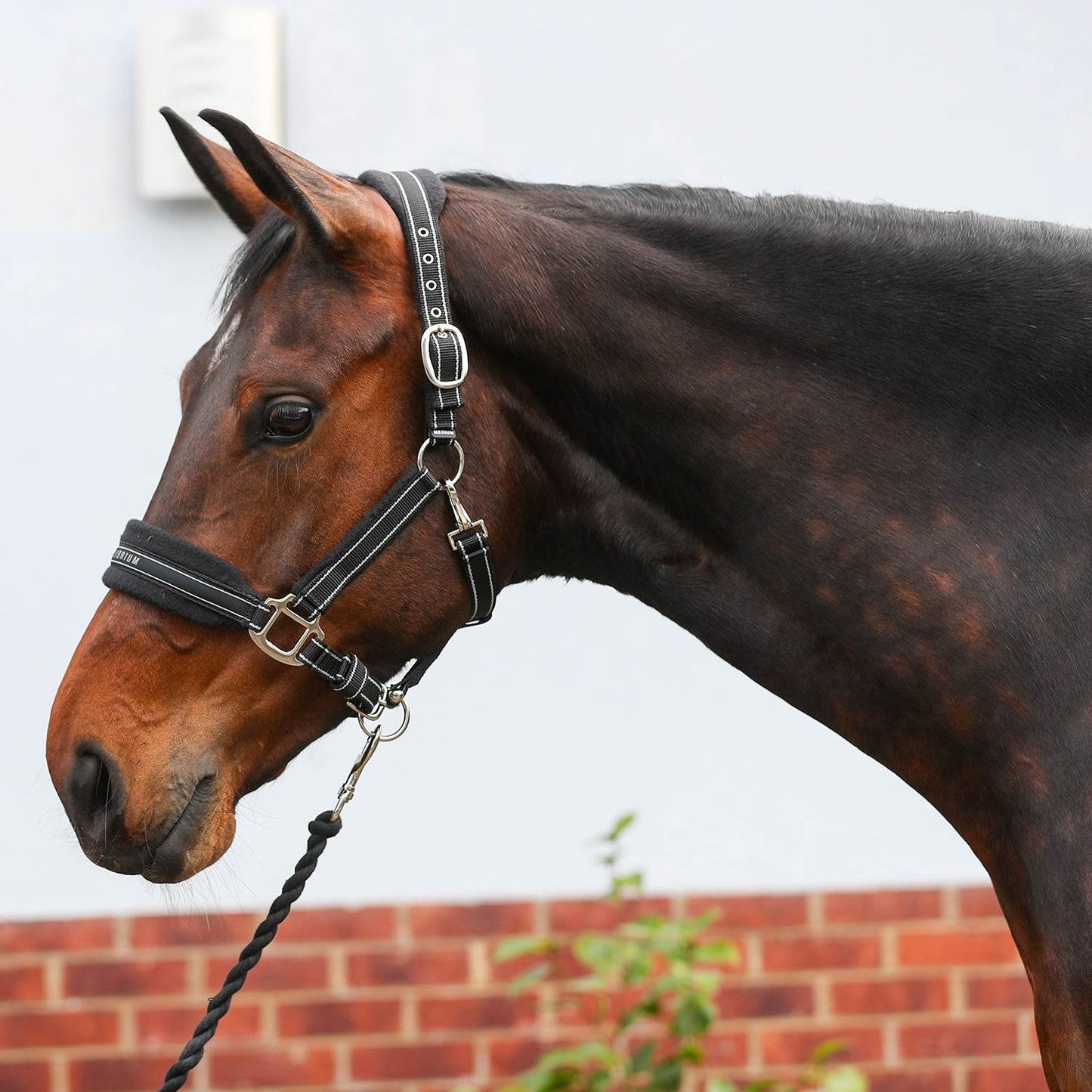 Equilibrium Stellar Style Headcollar - N P Equestrian & Pet Supplies Ltd 