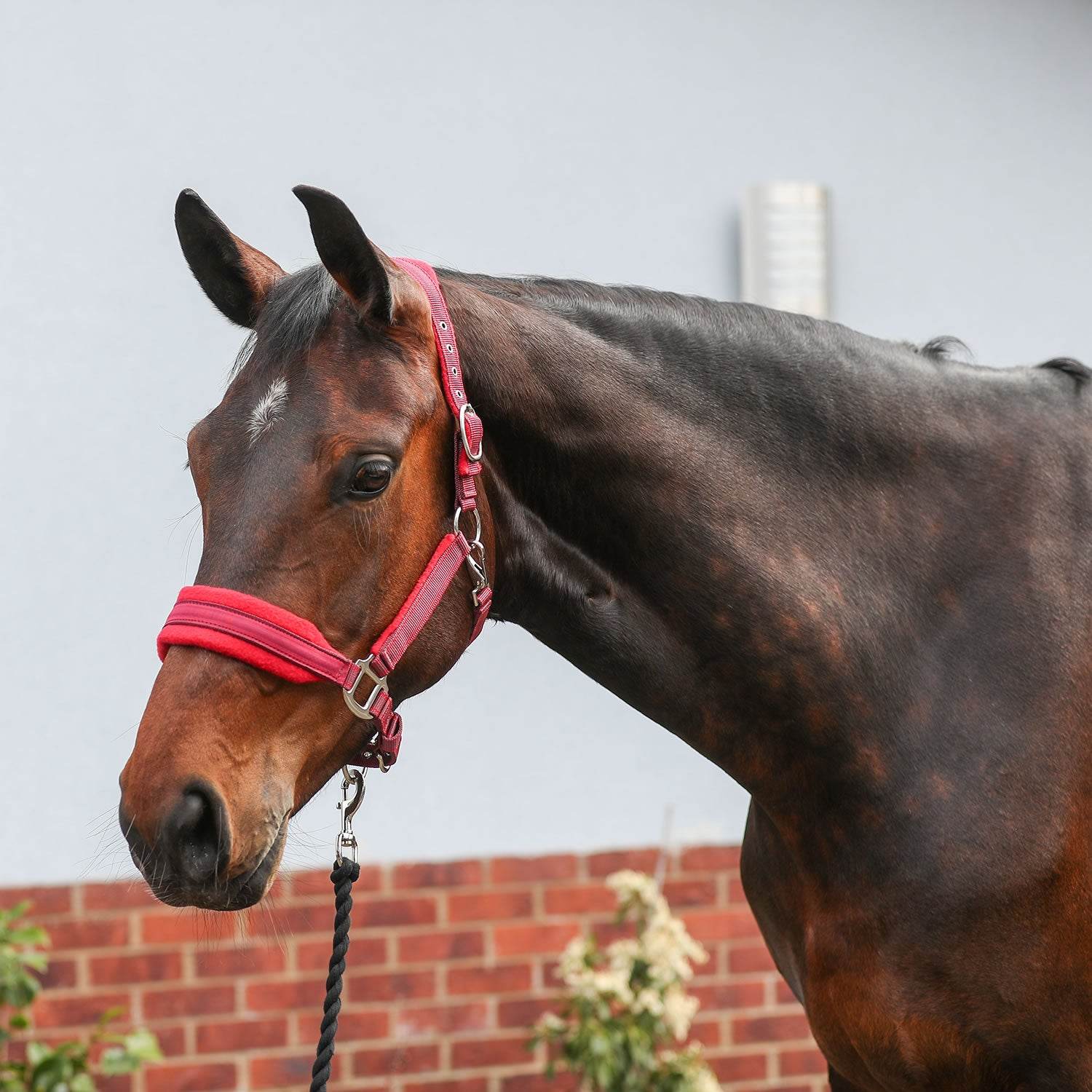 Equilibrium Stellar Style Headcollar - N P Equestrian & Pet Supplies Ltd 