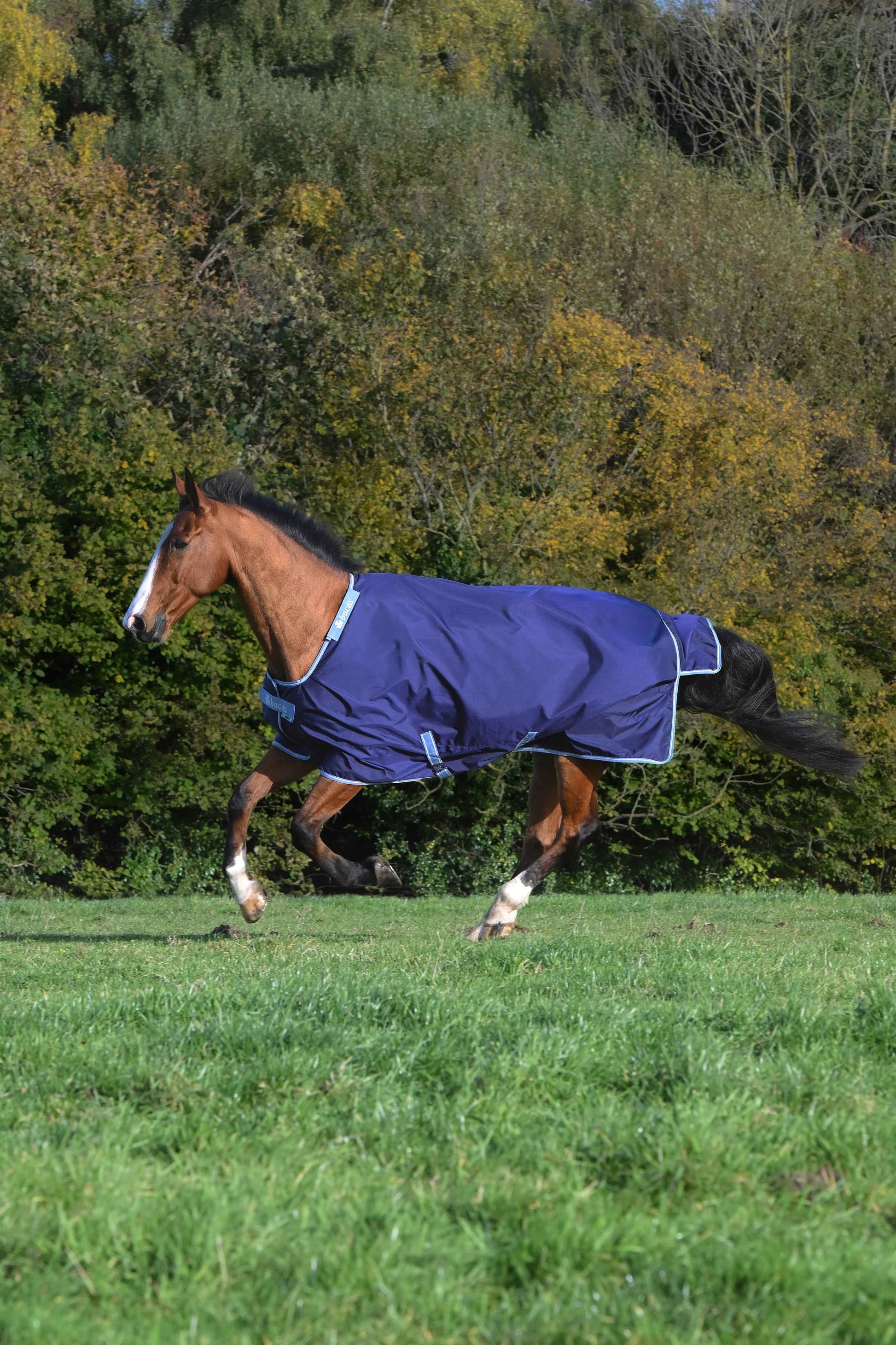 Bucas 0g Atlantic Exclusive Light Standard Neck Turnout Rug - Navy/Blue