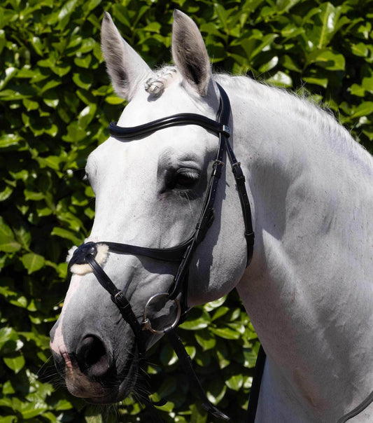 Premier Equine Glorioso Grackle Bridle - N P Equestrian & Pet Supplies Ltd 