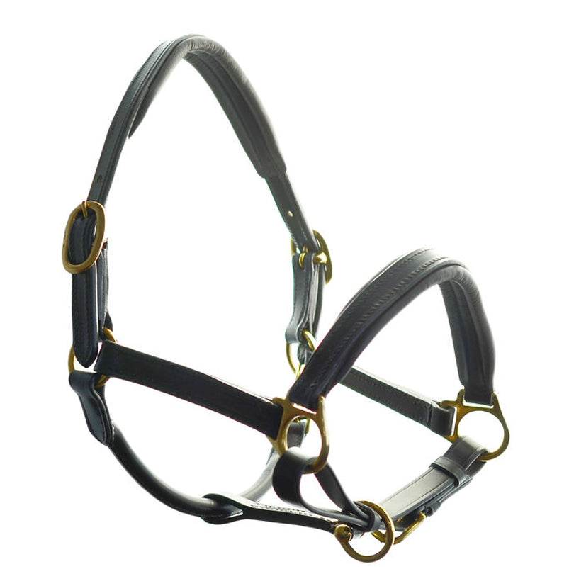 Dever Saddlery Ascot Padded Leather Head Collar - N P Equestrian & Pet Supplies Ltd 
