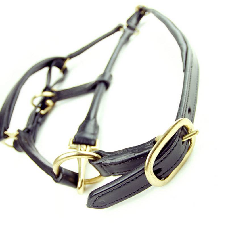 Dever Saddlery Ascot Padded Leather Head Collar - N P Equestrian & Pet Supplies Ltd 