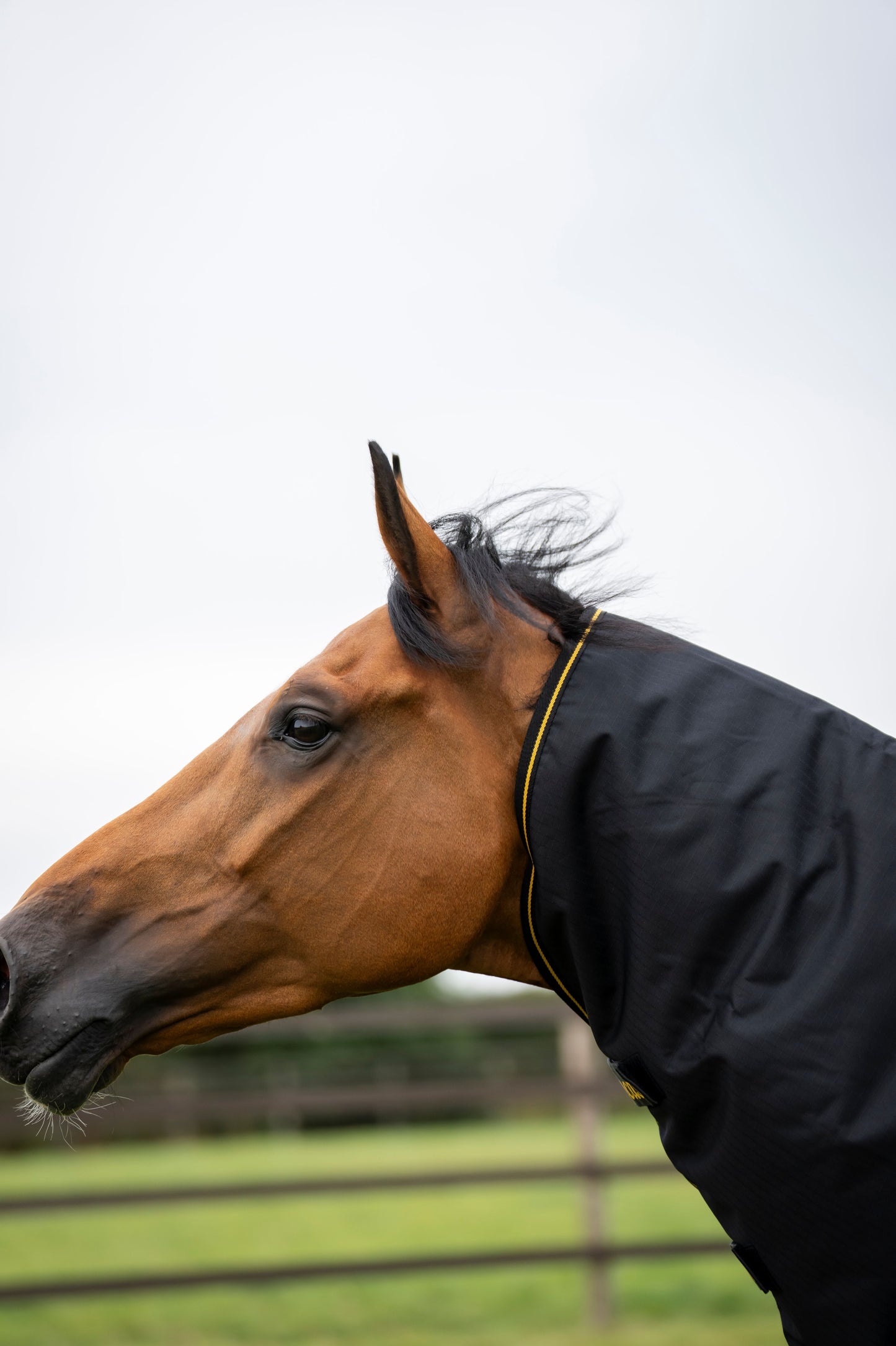 Bucas Irish 300g Combi Turnout Neck Cover - Black/Gold