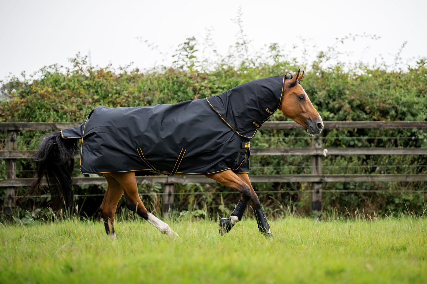 Bucas Irish 50g Turnout Rug With Detachable Neck Cover - Black/Gold