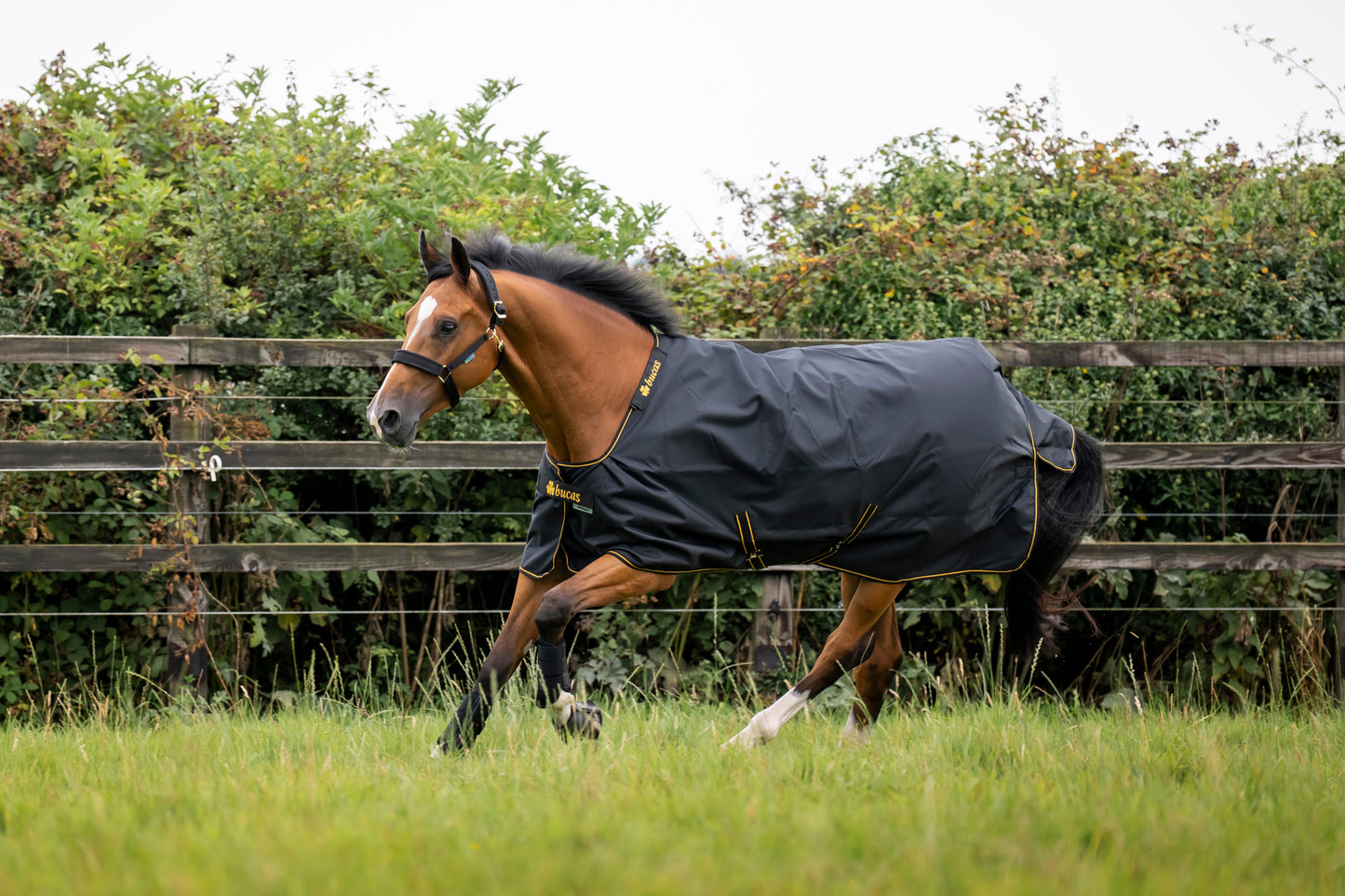 Bucas Irish 50g Standard Neck Turnout Rug - Black/Gold