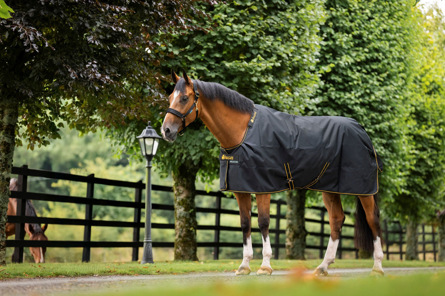 Bucas Irish 100g Standard Neck Turnout Rug - Black/Gold