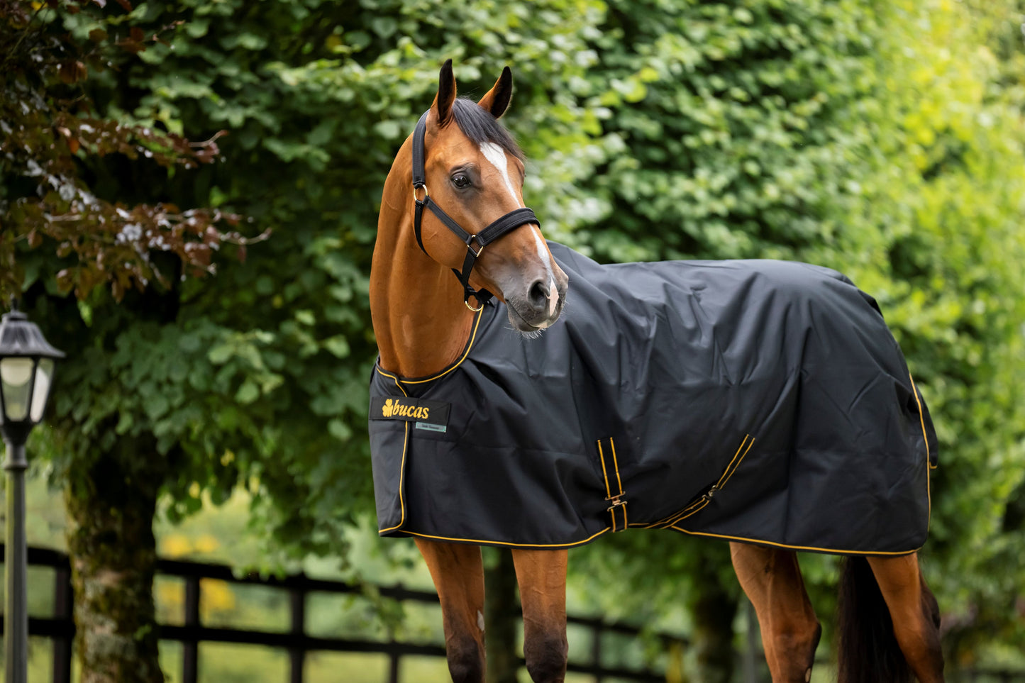 Bucas Irish 50g Standard Neck Turnout Rug - Black/Gold